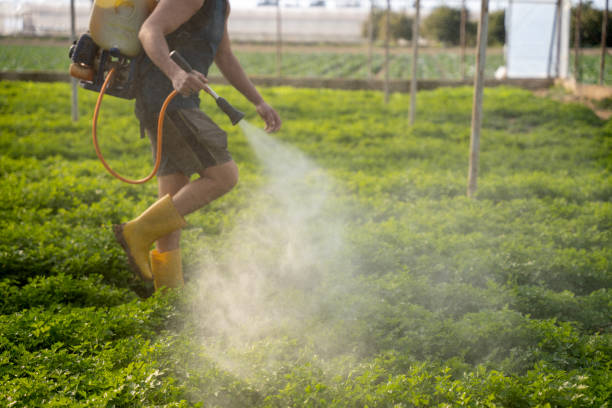 Best Wasp Removal Services  in Finderne, NJ