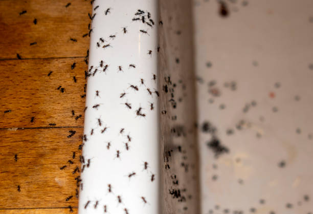 Best Commercial Pest Control Services  in Finderne, NJ