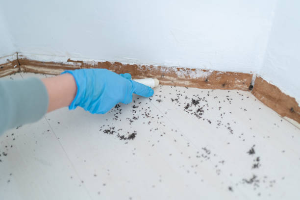 Wasp Removal Services in Finderne, NJ